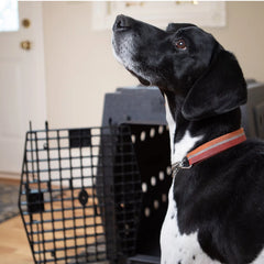 Orvis Ruff Land™ Performance Dog Kennel