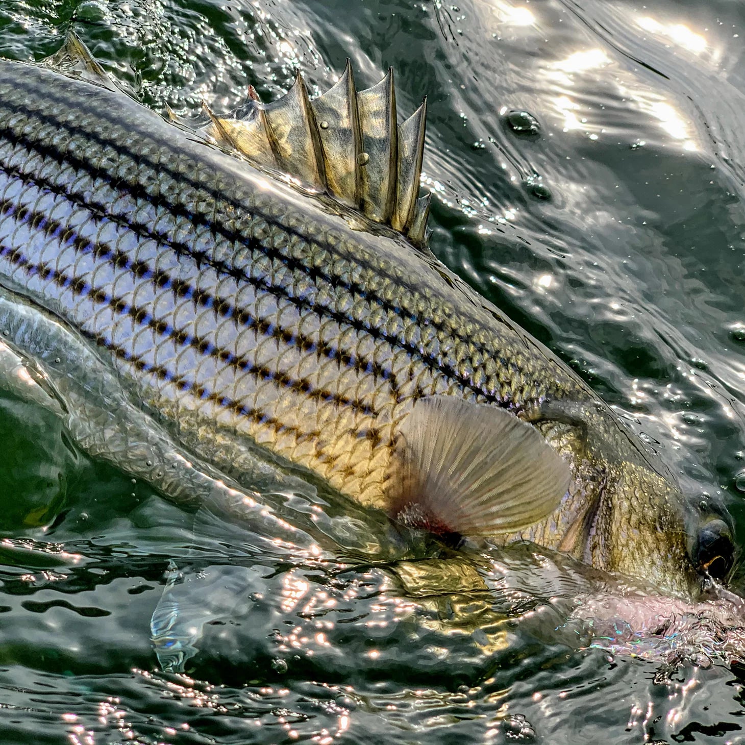 Orvis Dowell Maryland 2-Day Combination Fly Fishing School - Chesapeake Bay