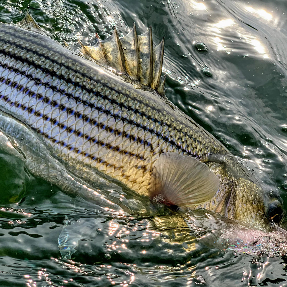 Orvis Dowell Maryland 2-Day Combination Fly Fishing School - Chesapeake Bay