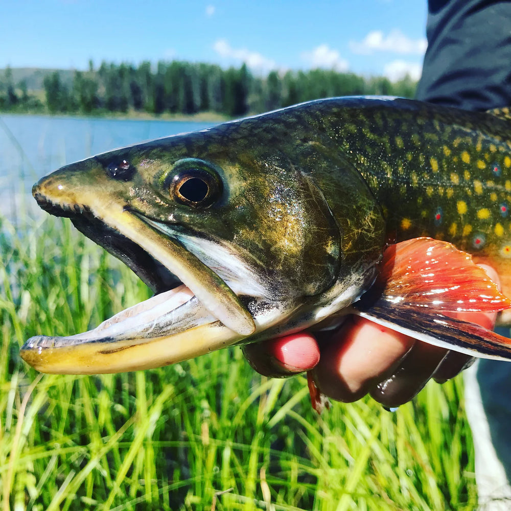 Orvis Trout School At Falcon's Ledge, Utah