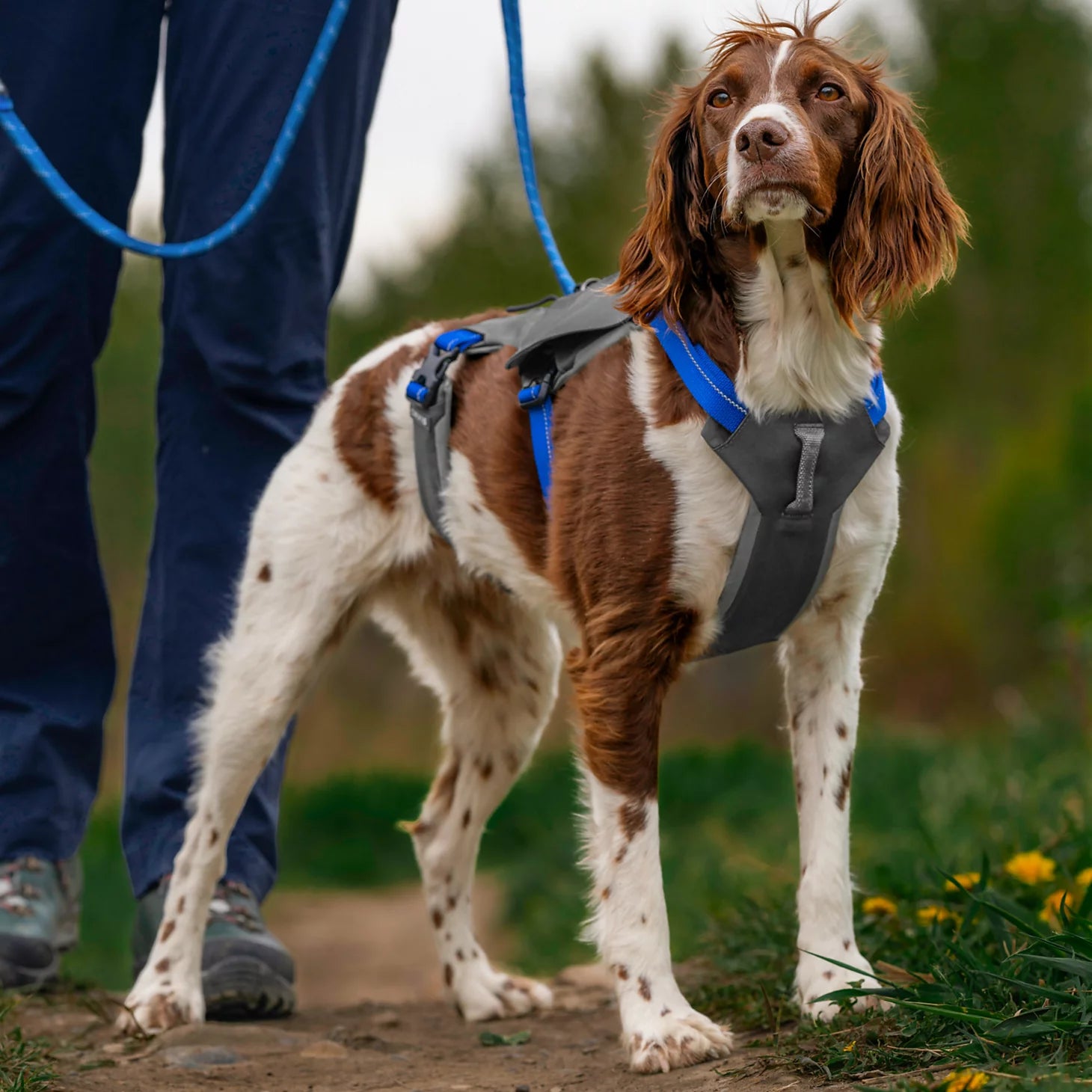 Orvis Tough Trail® Six-Point Dog Harness