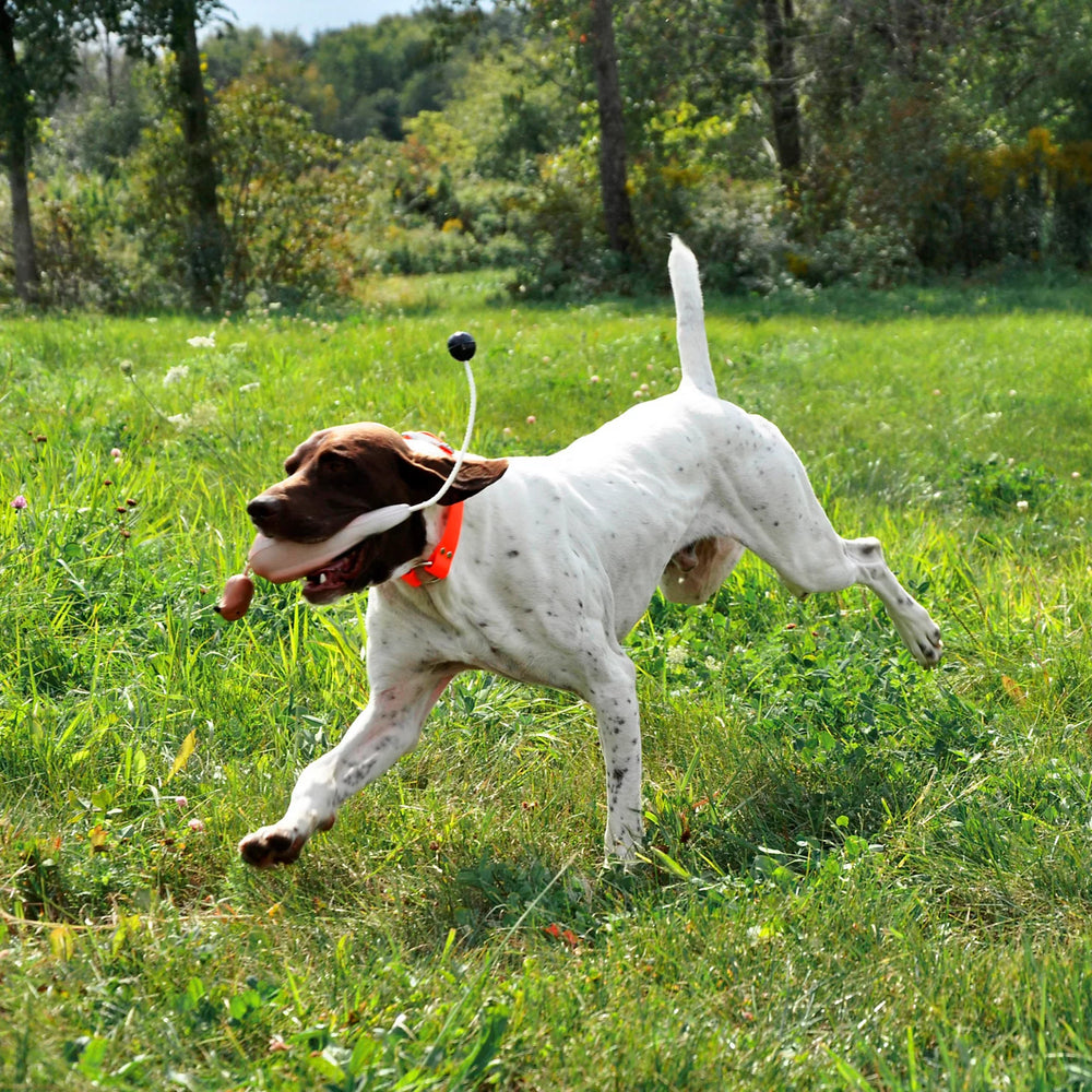 Orvis Game-Bird Training Dummy