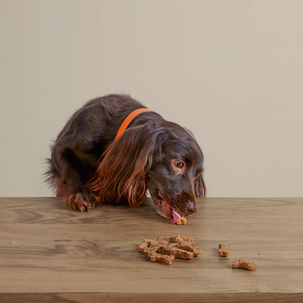 Orvis Polkadog Green Monstah Bones